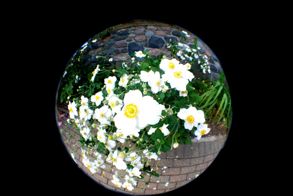 White flowers Cranbrook