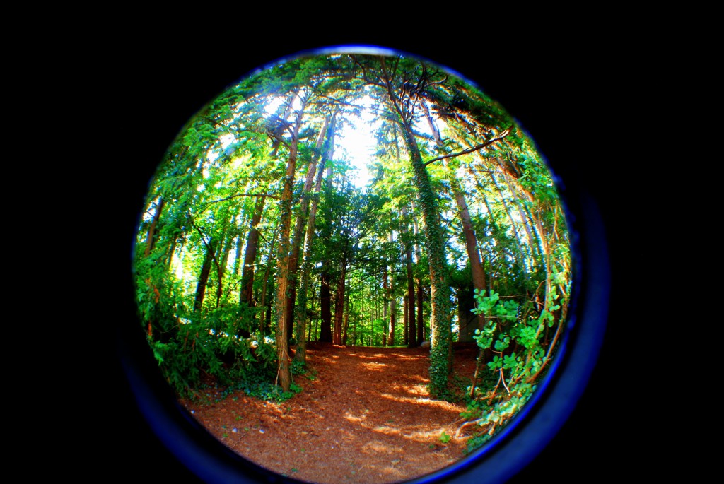 Pines Cranbrook