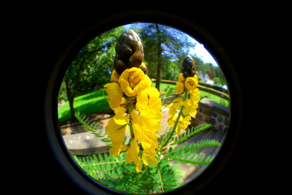 Yellow Flowers